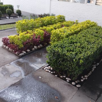 Servicios Integrales ADP - Gustavo A. Madero - Tree Trimming and Maintenance