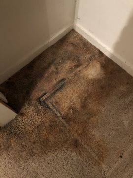 Mold Removal Expert