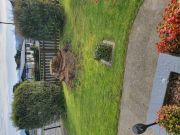 Tree Stump Grinding and Removal