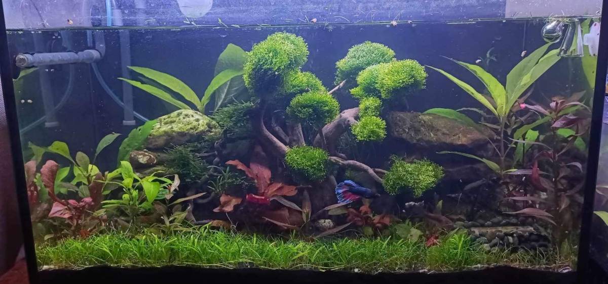 Jordan’s aquascaping and tank maintenance - Palmerston North - Phone or Tablet Repair