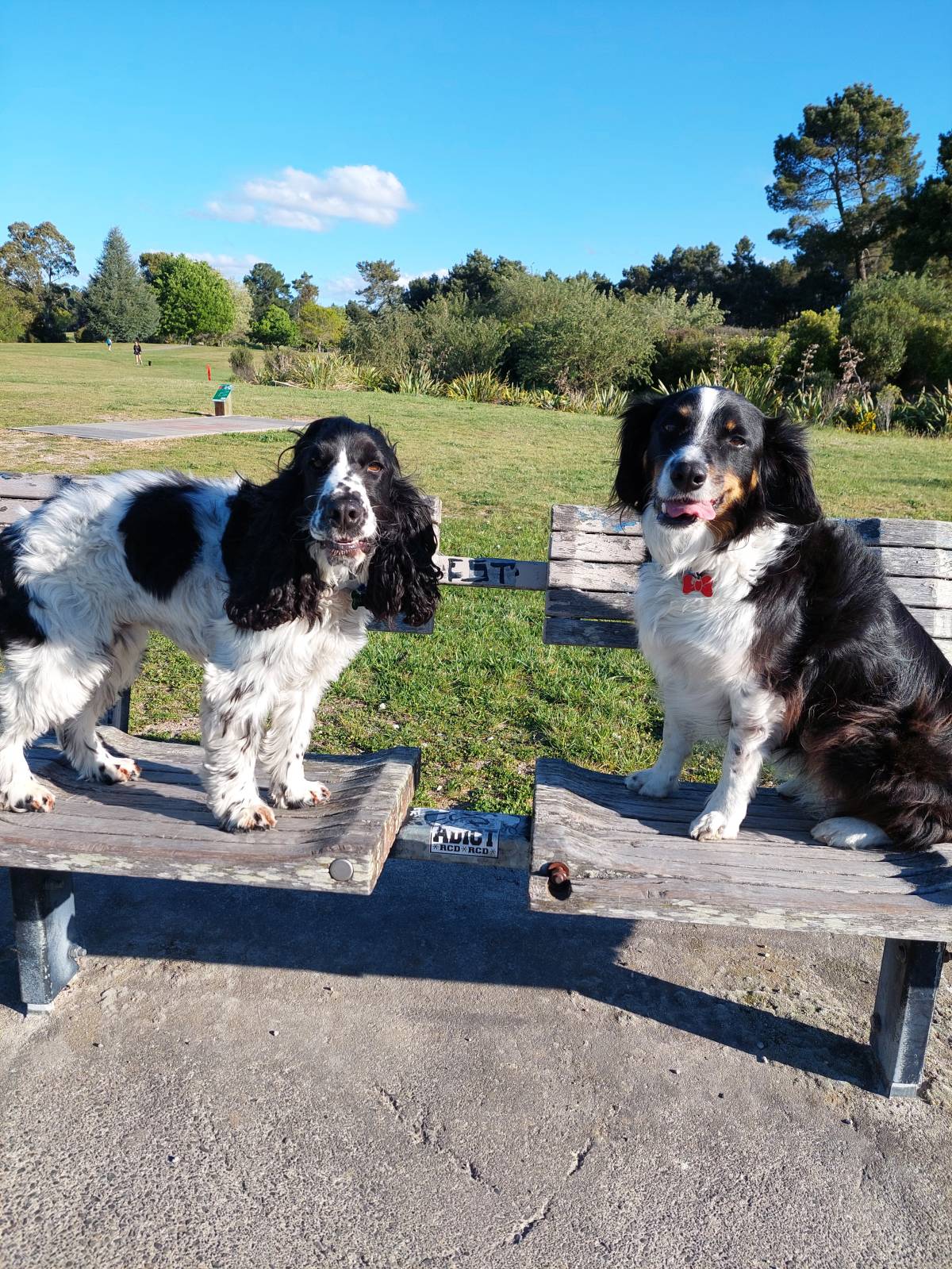 Urban Wags Taupo - Taupo - Dog Hotel