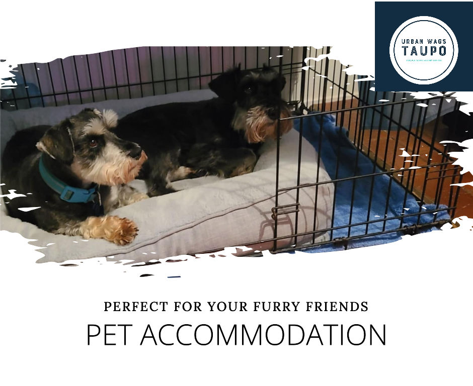 Urban Wags Taupo - Taupo - Pet Boarding and Daycare