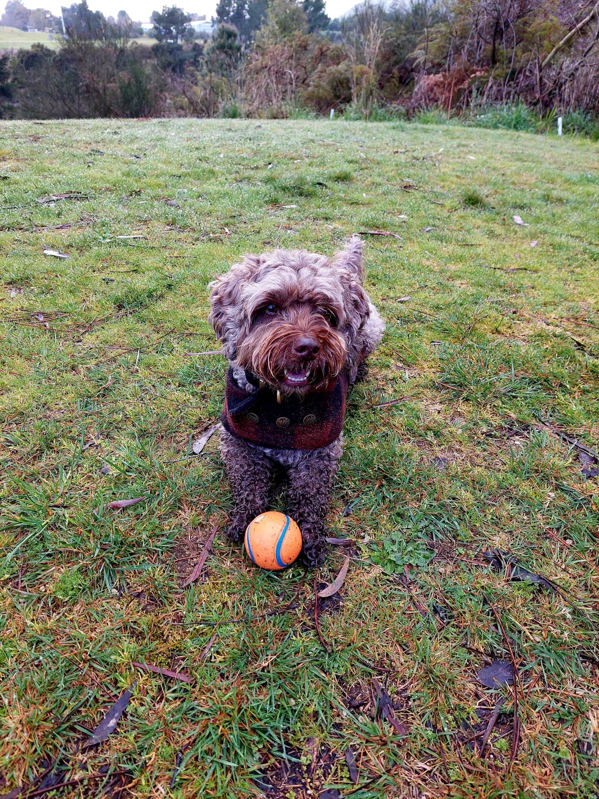 Urban Wags Taupo - Taupo - Dog Hotel