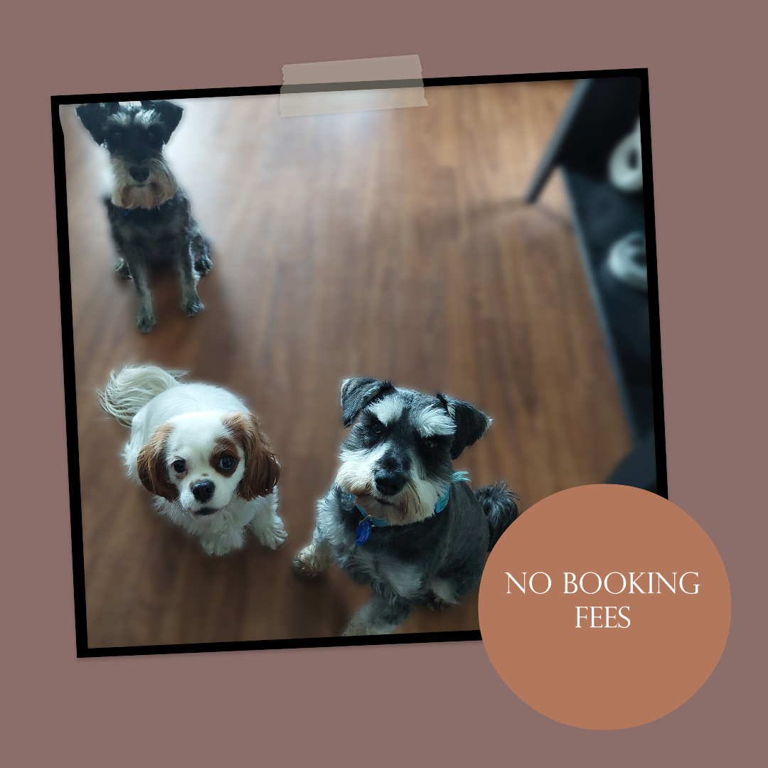 Urban Wags Taupo - Taupo - Hotel for Cats