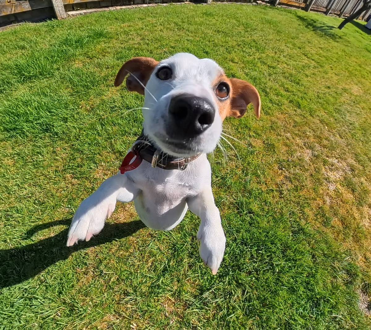 Urban Wags Taupo - Taupo - Hotel for Cats