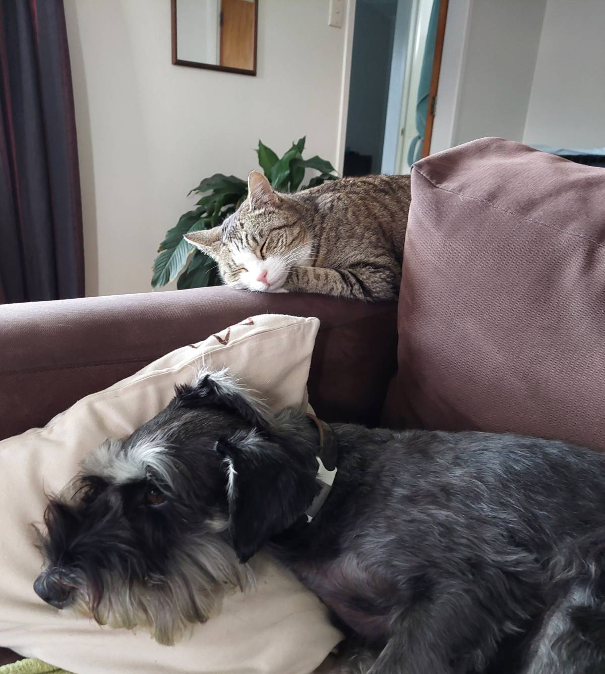 Urban Wags Taupo - Taupo - Pet Hotel