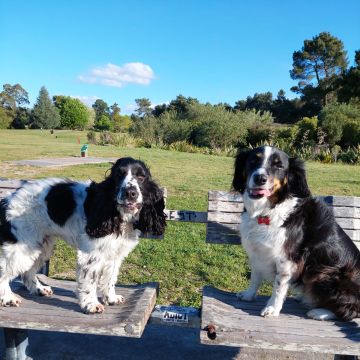 Urban Wags Taupo - Taupo - Dog Hotel