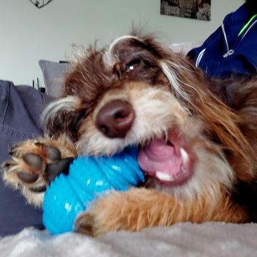 Urban Wags Taupo - Taupo - Dog Daycare