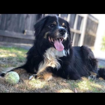 Urban Wags Taupo - Taupo - Dog Daycare