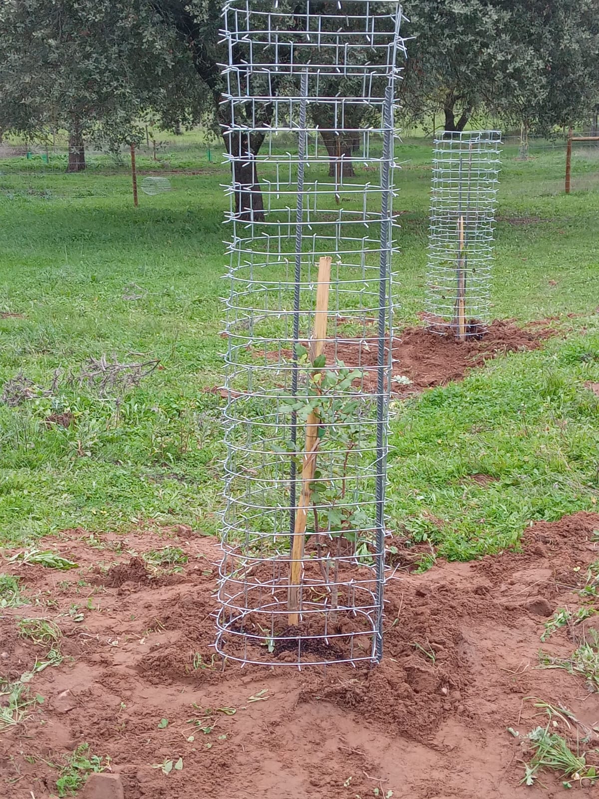 PROTECTOR CACTUS - Caldas da Rainha - Fence Installation