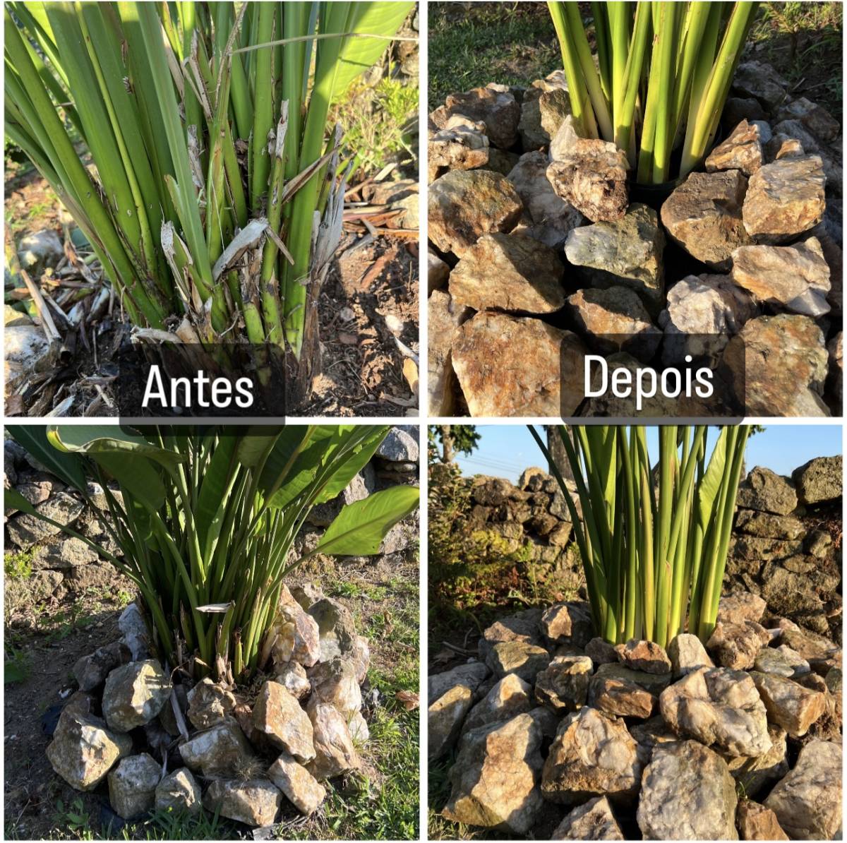 Natura jardins - Esposende - Multi Service Lawn Care