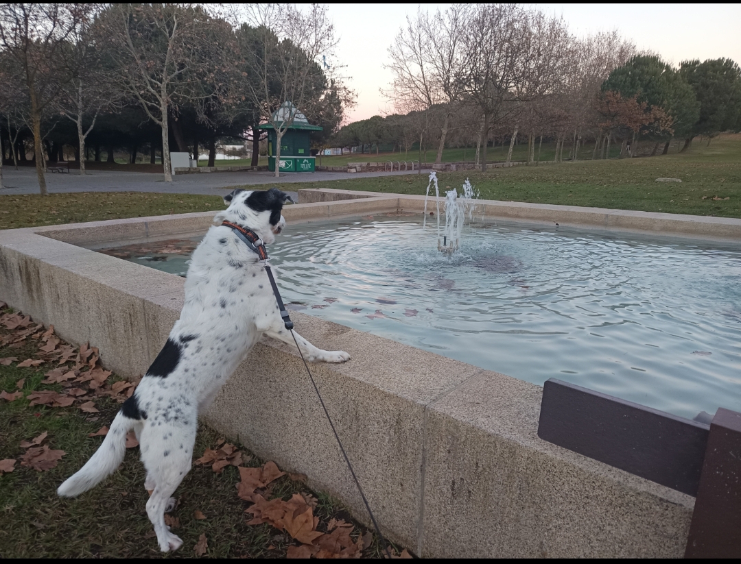 Xana Gonzalez - Almada - Dog Sitting