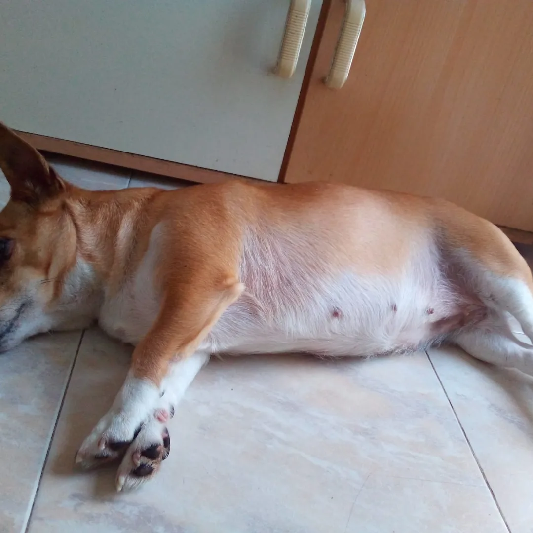 Jéssica - Loures - Pet Care and Grooming