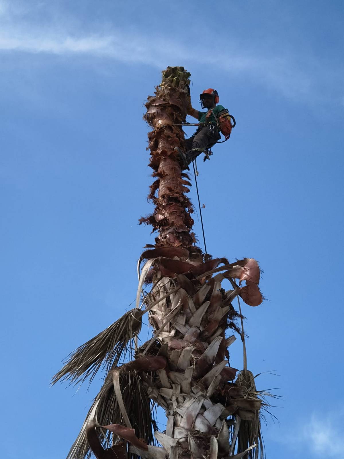 Cláudio Rato - Nazaré - Enlèvement de souches d’arbres