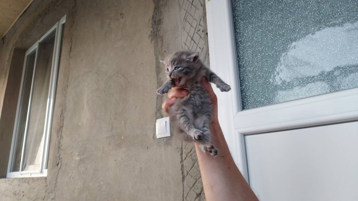 Nicu Ciobanu - Almada - Katzensitter