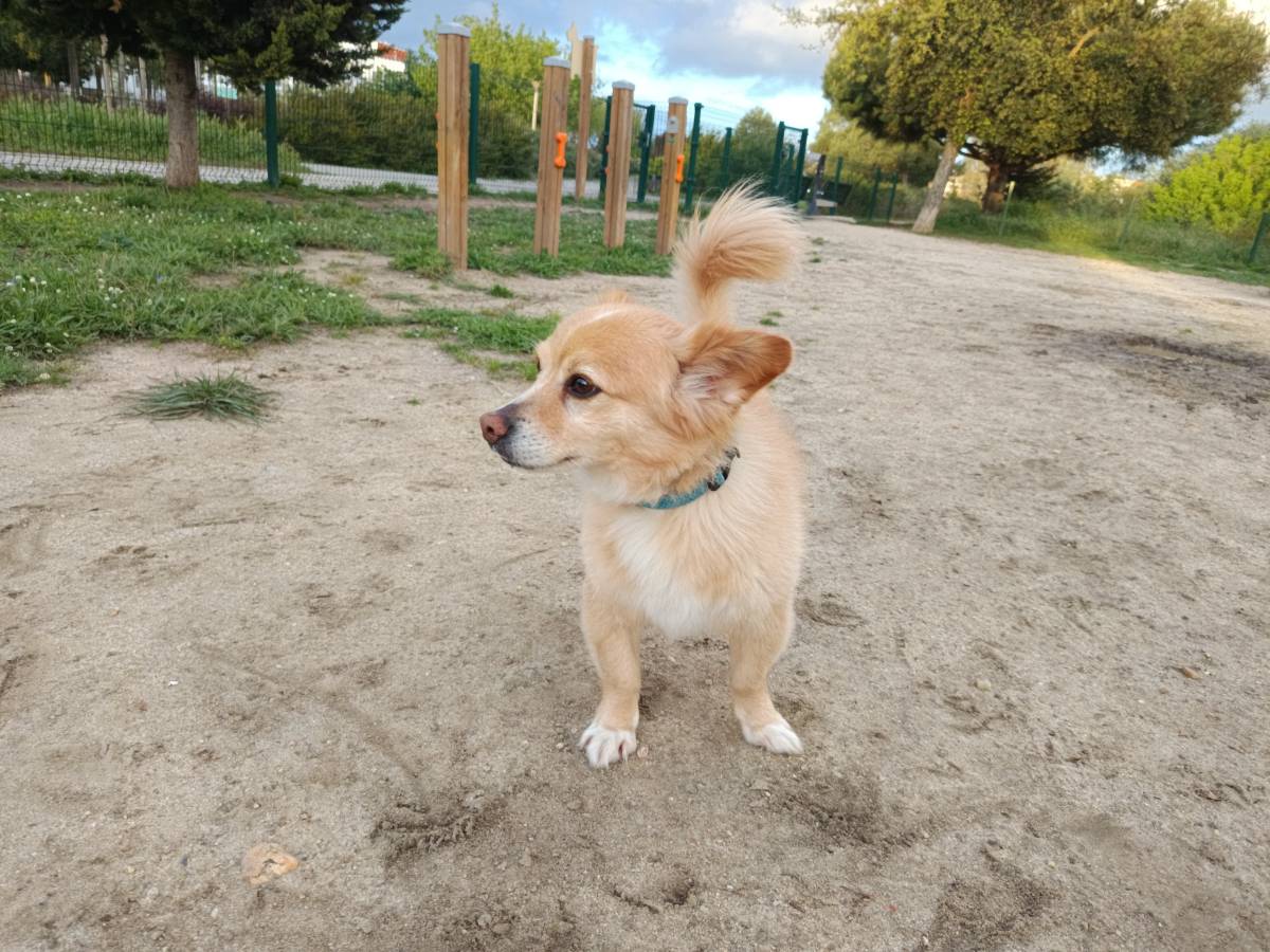 Xana Gonzalez - Almada - Dog Sitting