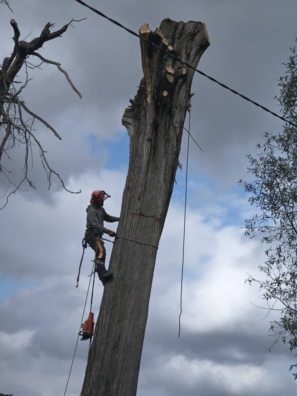 Cláudio Rato - Nazaré - Élagage et entretien des arbres
