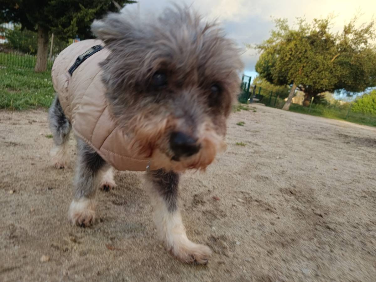 Xana Gonzalez - Almada - Pet Sitting