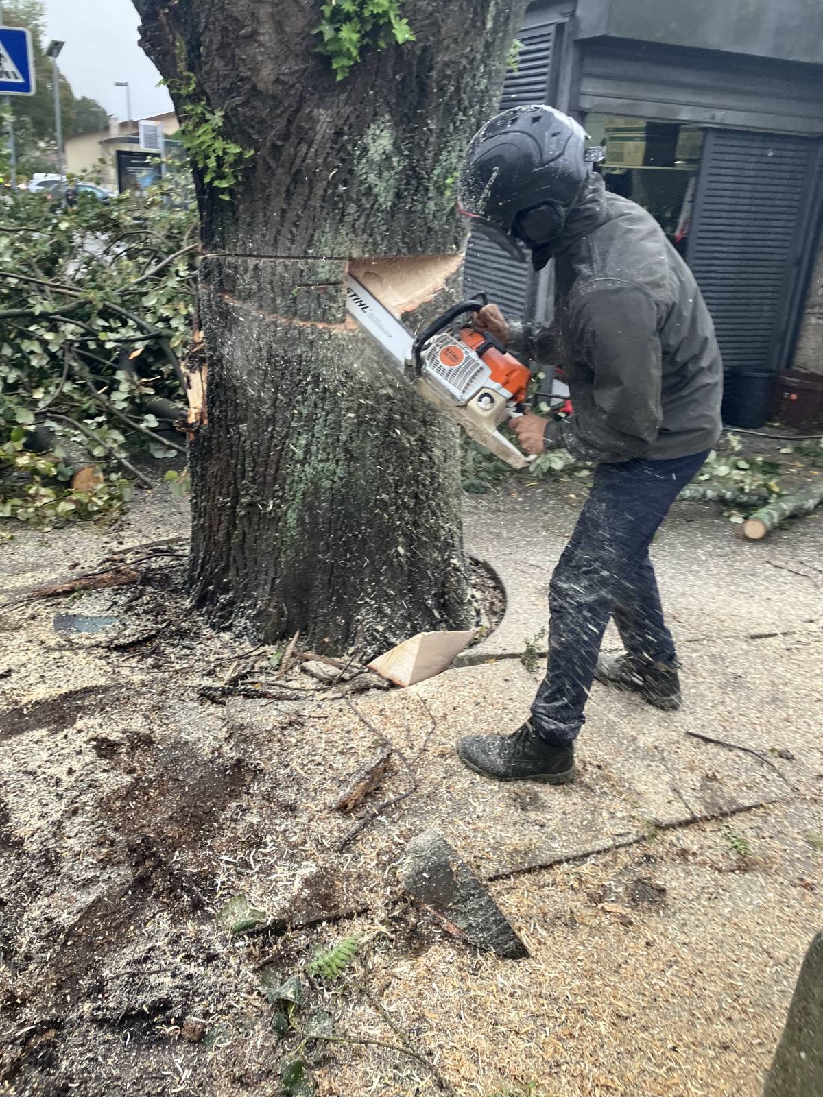Ivo Silva - Arboricultura - Vila do Conde - Poda e Manutenção de Árvores