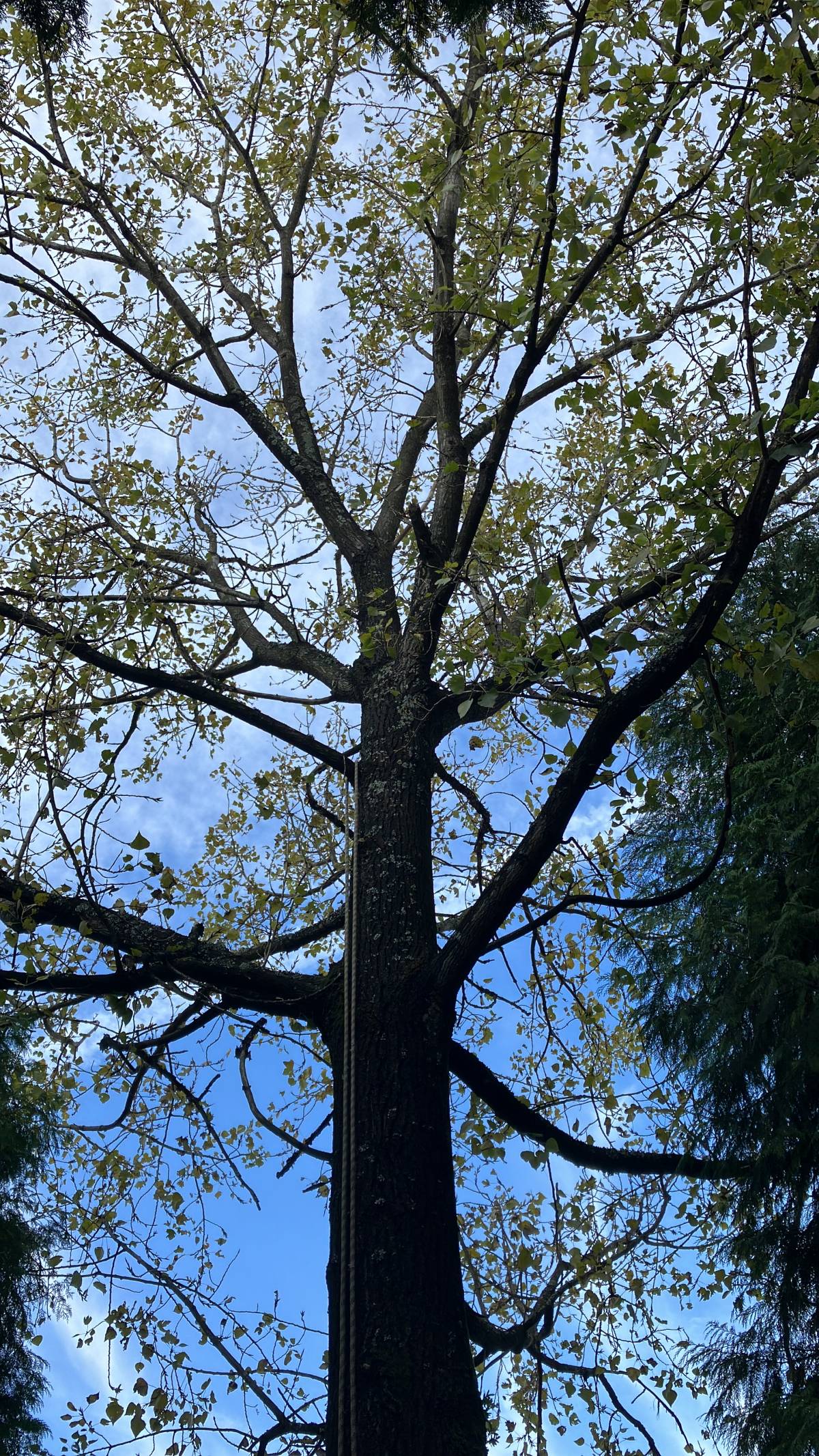 Ivo Silva - Arboricultura - Vila do Conde - Remoção de Tronco de Árvore