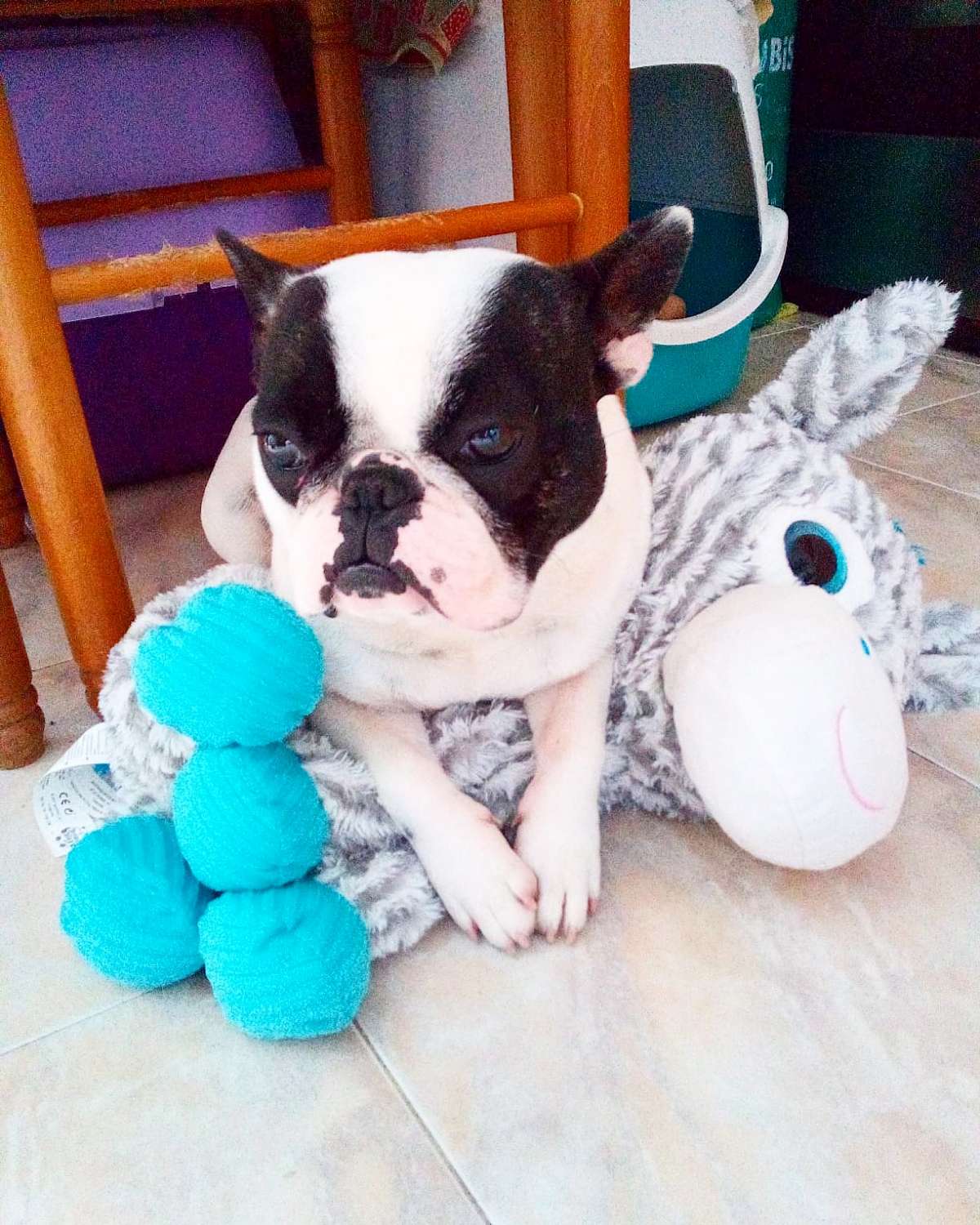 Jéssica - Loures - Dog Daycare