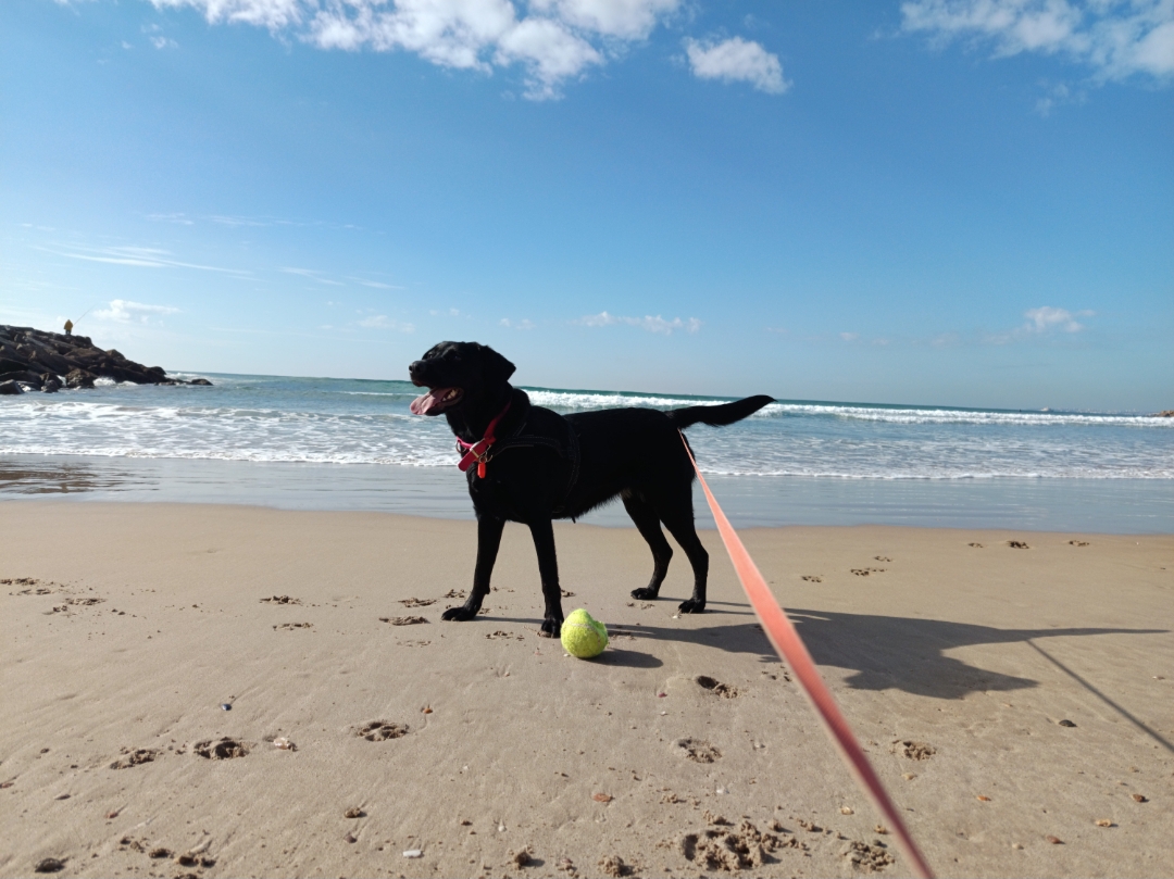 Xana Gonzalez - Almada - Pet Sitting