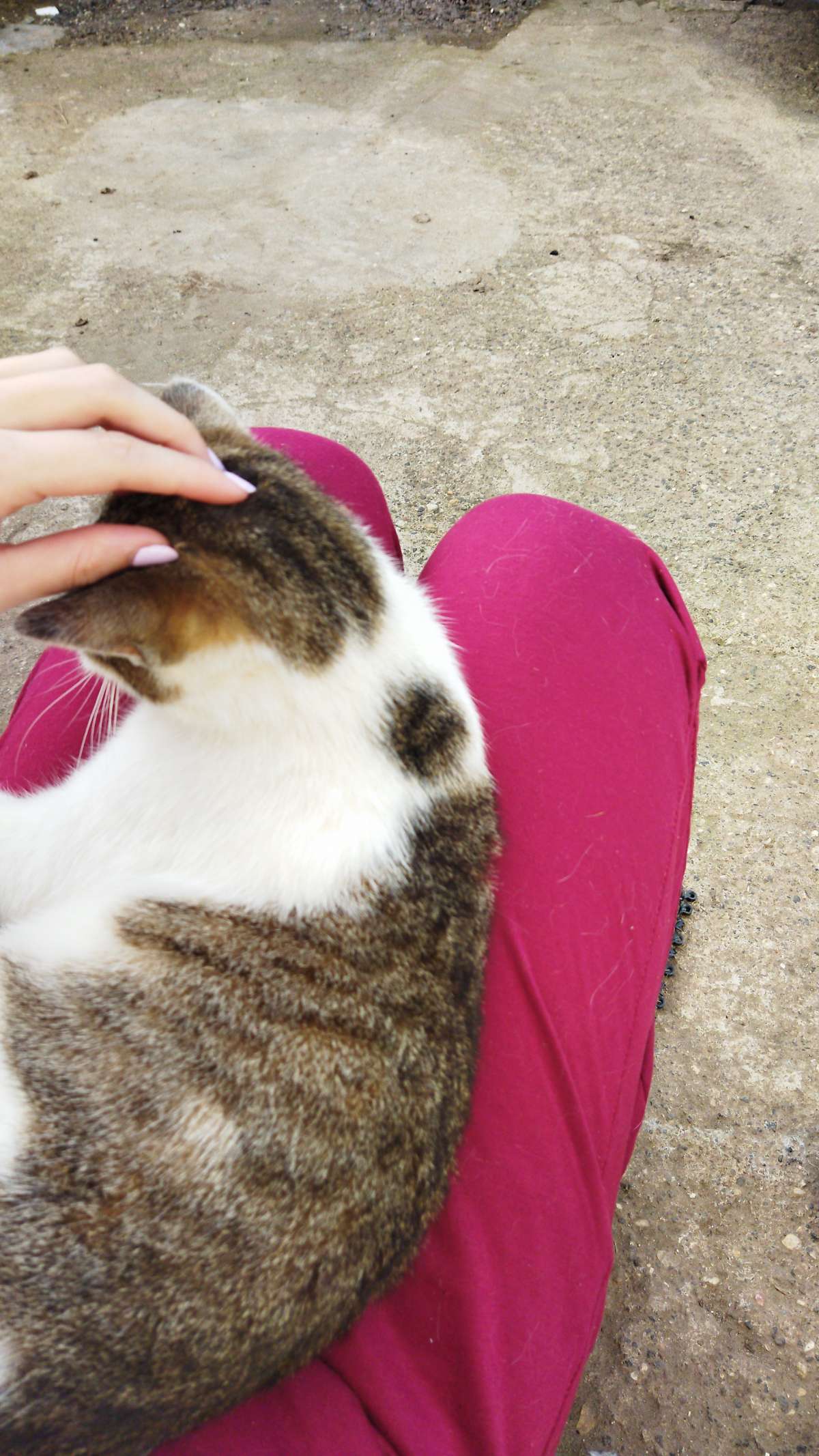 Jéssica - Loures - Pet Sitting and Walking