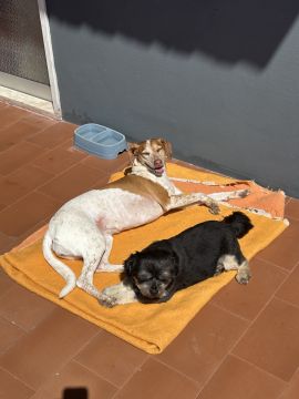 Hotel para Cães