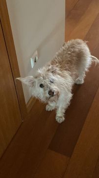 Hotel para Cães