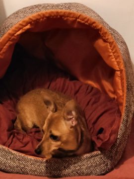 Dog Hotel