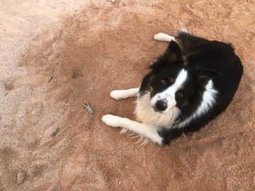 Hotel para Cães