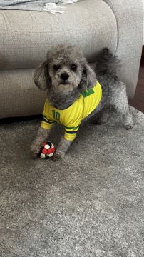 Hotel para Cães