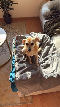 Hundepension