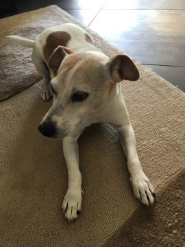 Hospedaje de perros