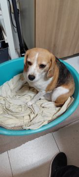 Hotel para Cães