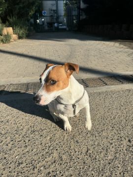 Hospedaje de perros
