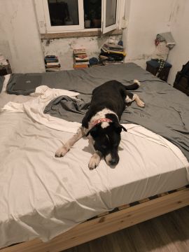 Hotel e Creche para Animais