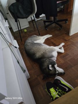 Hotel para Cães