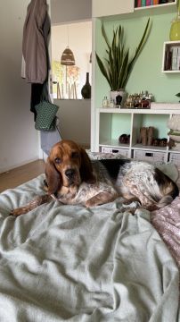 Hundepension - Haustierbetreuung und Tierpension