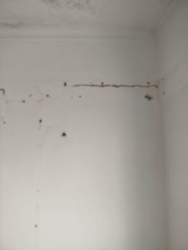 Interior Painter