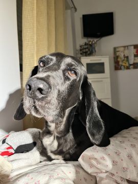 Haustierbetreuung und Tierpension