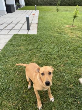 Hotel para Cães