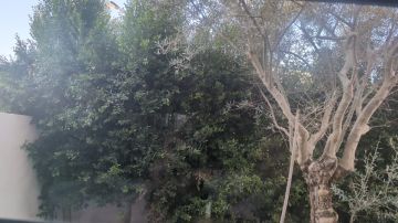 Serviço de Jardinagem