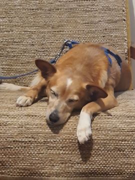 Hospedaje de perros