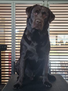 Hotel para Cães
