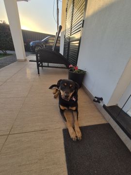 Dog Hotel
