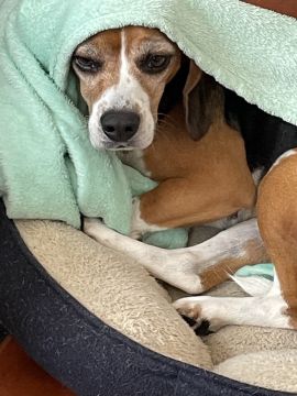 Hotel para Cães
