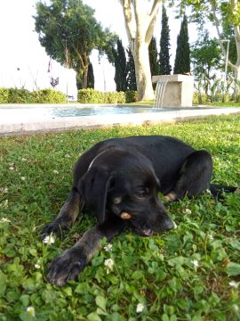 Hotel e Creche para Animais