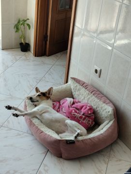 Hotel para Cães