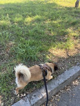 Pension pour chiens
